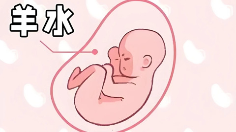 认识羊水